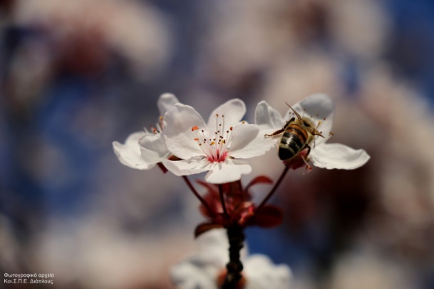 Σεμινάριο μελισσοκομίας από τον ΚοιΣΠΕ “Διάπλους”